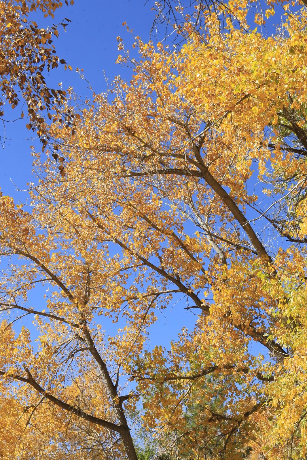 Golden autumn tree against blue sky