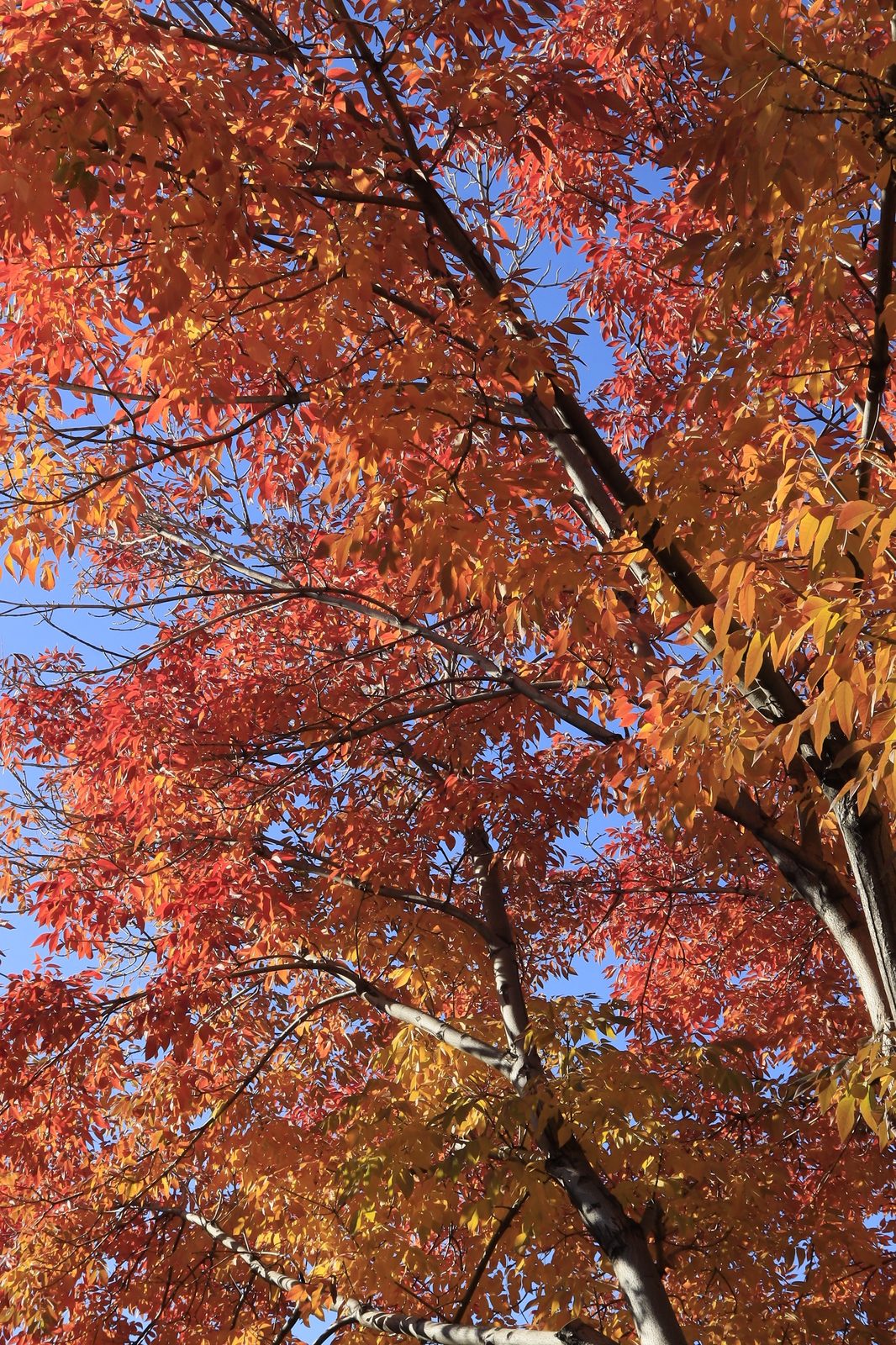 Red and orange autumn maple leaves