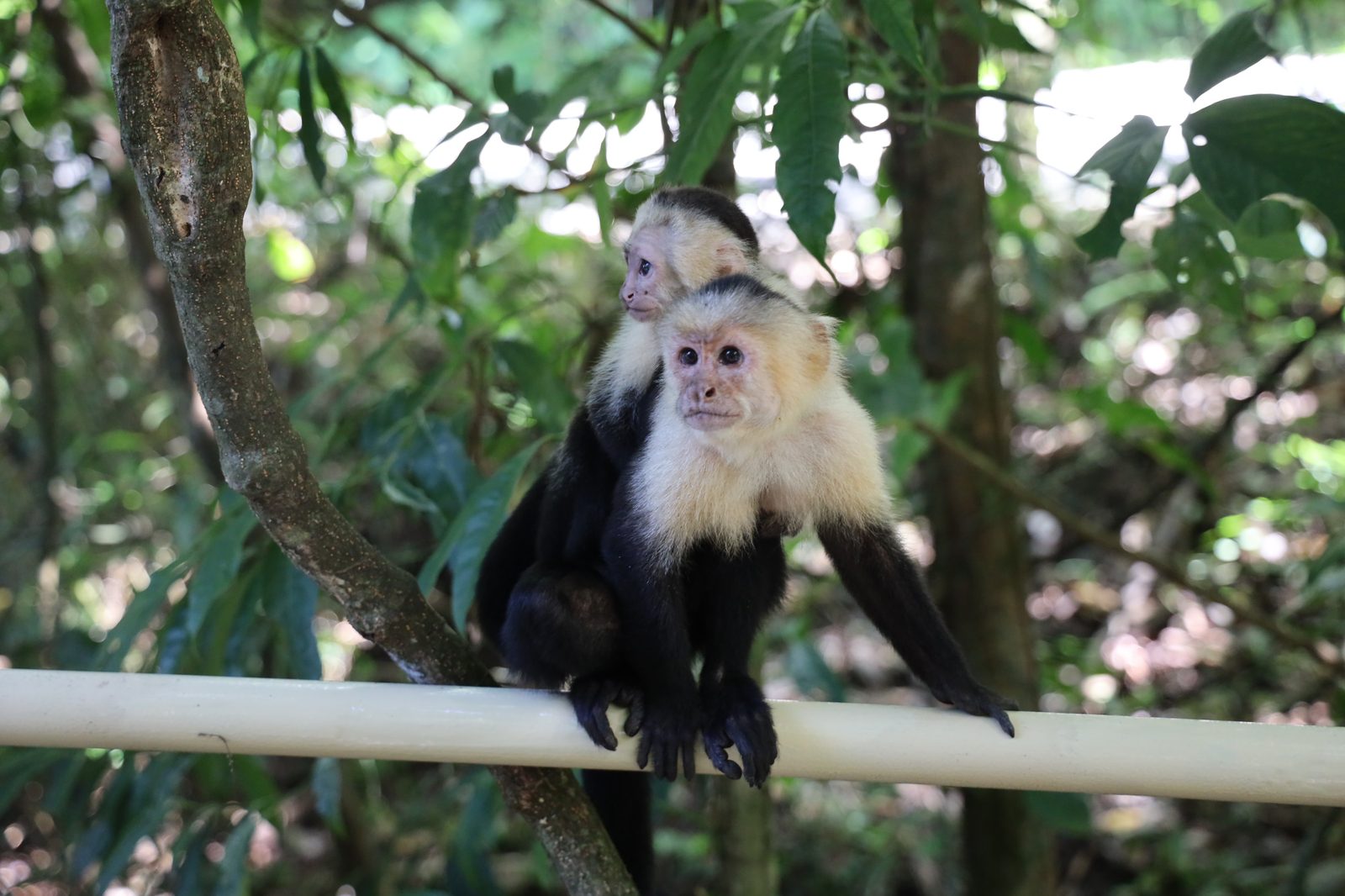 Capuchin monkeys on a branch